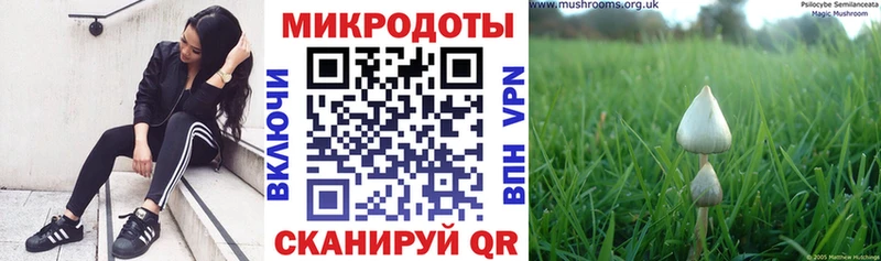 Псилоцибиновые грибы Cubensis  что такое   Благовещенск 